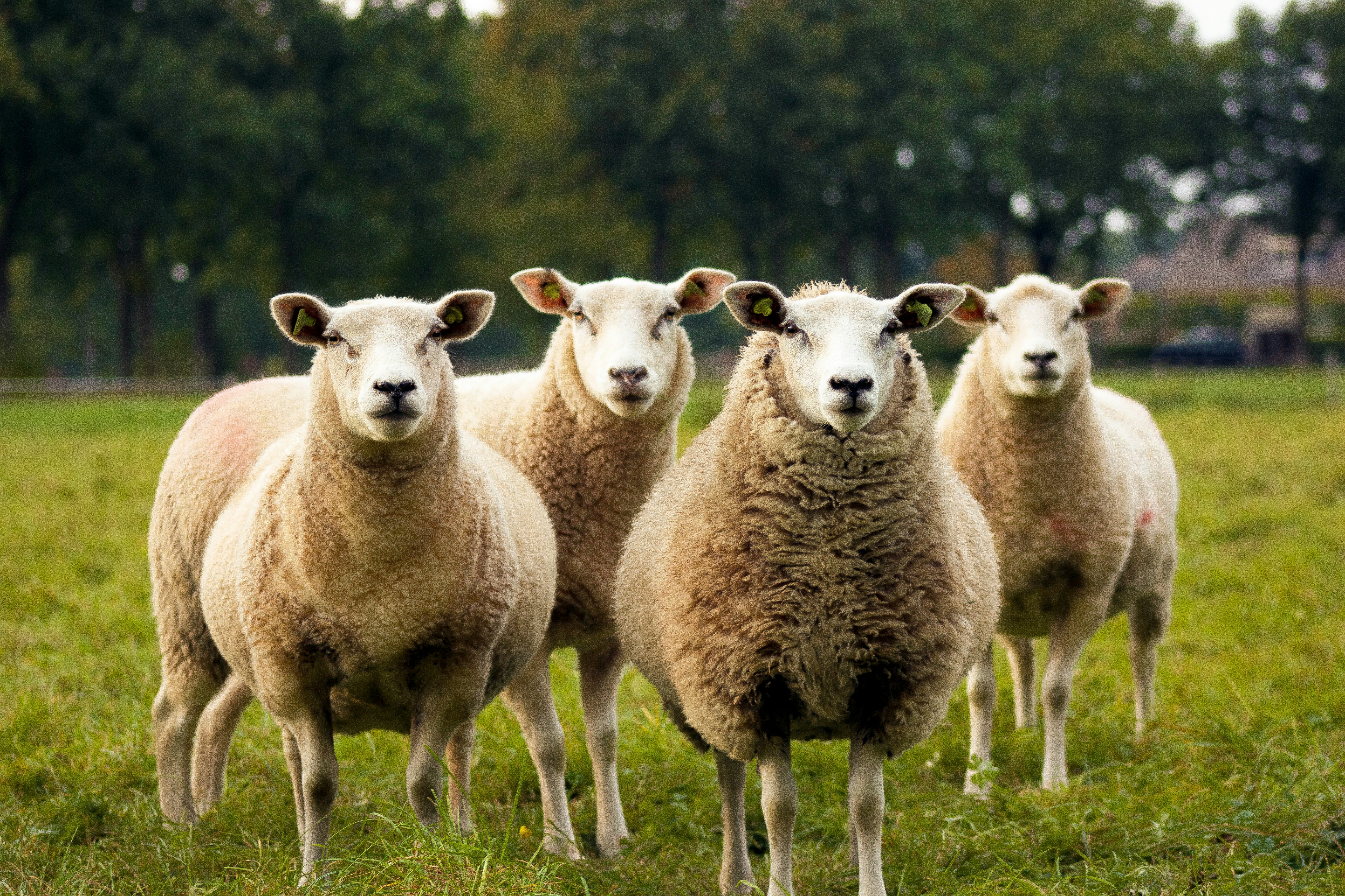 Four sheep in a field